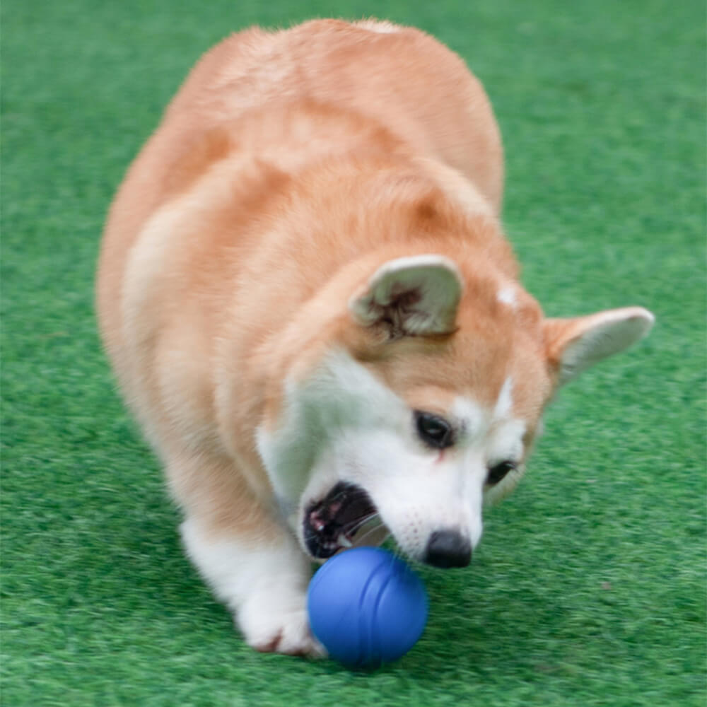 Dog happily fetching a yellow elastic squeaky floating pet toy ball from a lake