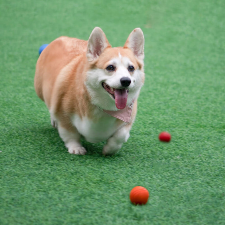 Floating dog toy ball showing its buoyancy on water, ready for retrieve and play