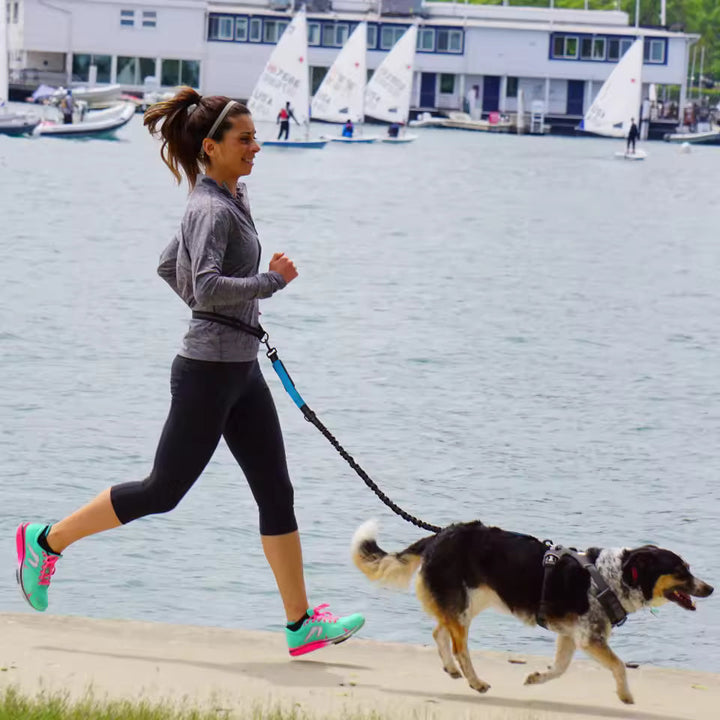 Bungee hands-free dog leash, reflective stitching, perfect for outdoor dog walking and running.