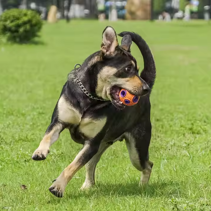 Pet supplies: musical light-up dog ball toy, an engaging and durable fetch toy