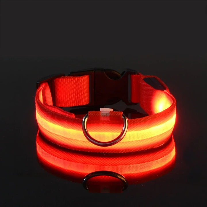 Durable, adjustable LED dog collar, clearly visible in the dark for pet safety during night walks.