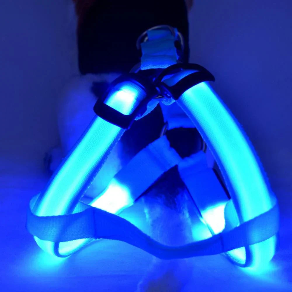 Close-up of LED pet safety harness on a dog, visible at night, with adjustable straps