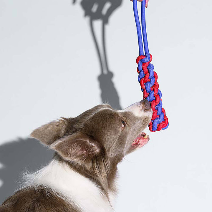 Colorful pet chew rope toy collection, ideal dog supplies for training and enriching playtime