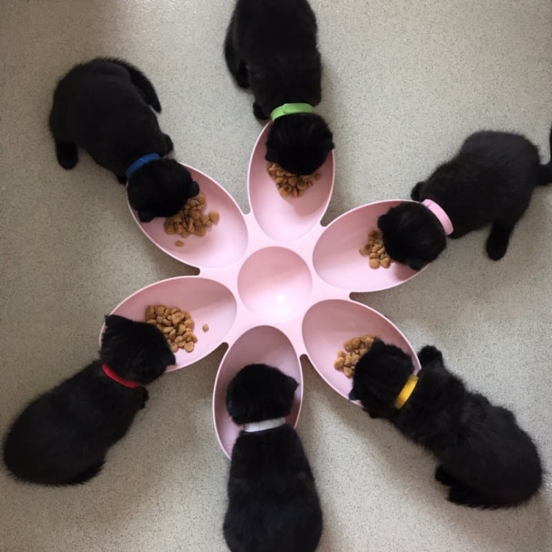 Overhead view of a flower design slow feeder pet bowl with 6 compartments, ideal for portion control