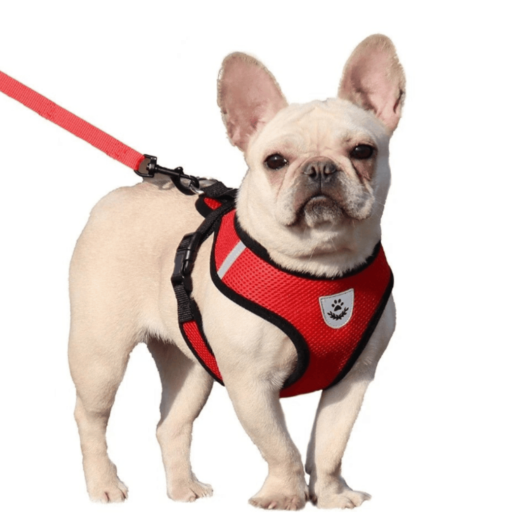 Adjustable pet harness in blue with reflective stitching and matching leash for walks