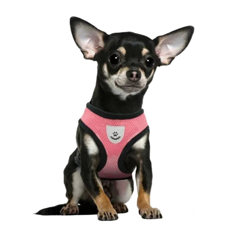 Reflective pet harness and leash set, designed for visibility during night walks with dog or cat