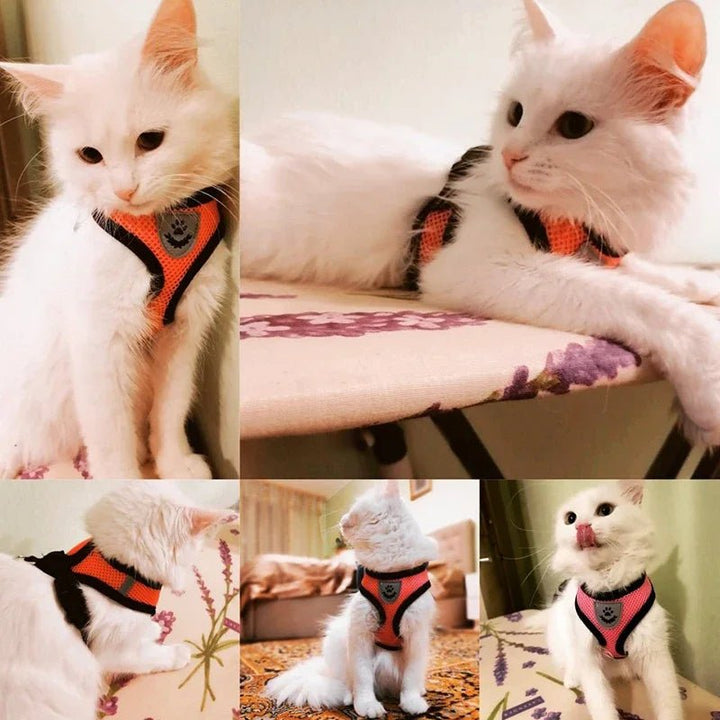 Pet wearing a comfortable, adjustable harness made of breathable mesh with included leash