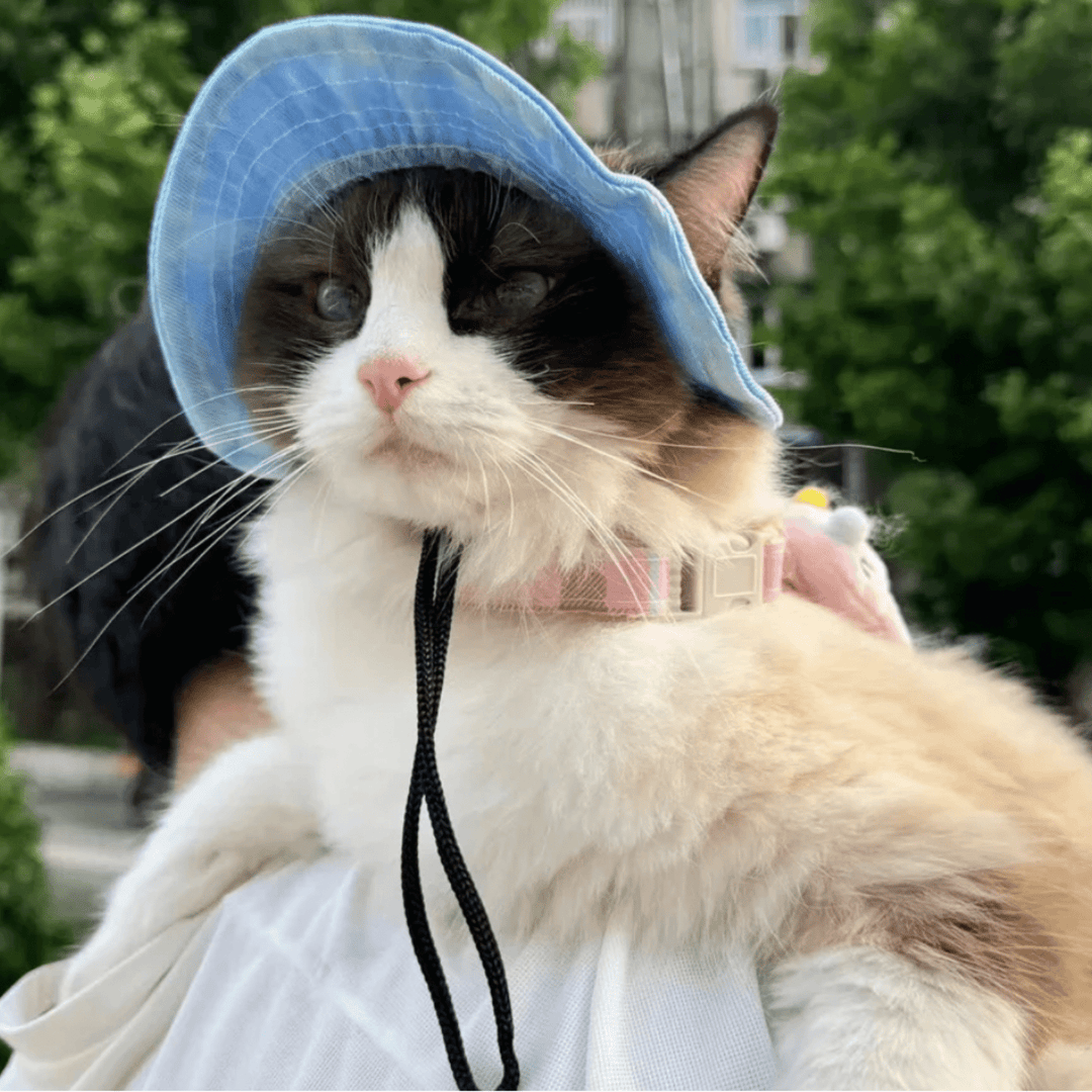 Lightweight pet sun hat for small dogs, breathable blue stripe, perfect for summer walks