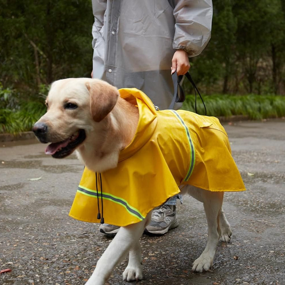 Small dog wearing a bright yellow waterproof pet raincoat during a rainy walk, outdoor gear