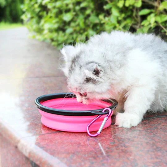 Pet travel water bottle with a secure, leakproof design for outdoor adventures