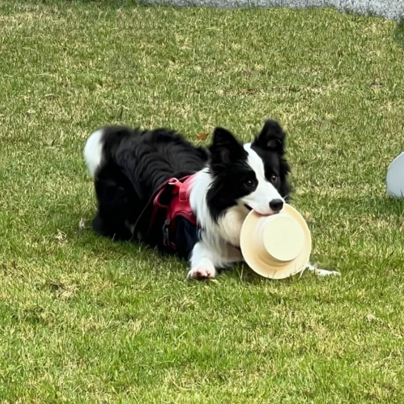 Collapsible pet food bowl, 500ml, made from flexible silicone for dogs and cats on the go