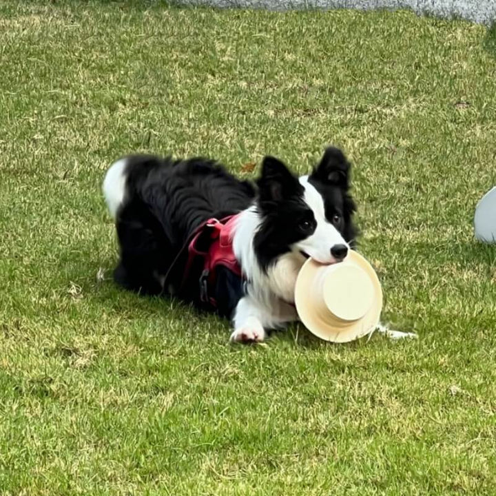 Collapsible pet food bowl, 500ml, made from flexible silicone for dogs and cats on the go