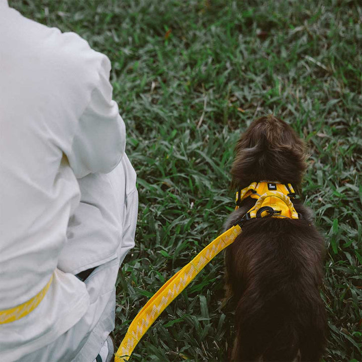 High visibility reflective adjustable dog harness, a must-have for evening walks.