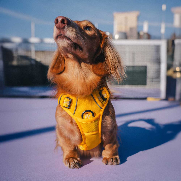 Unisex outdoor dog harness, reflective and fully adjustable for a perfect fit.