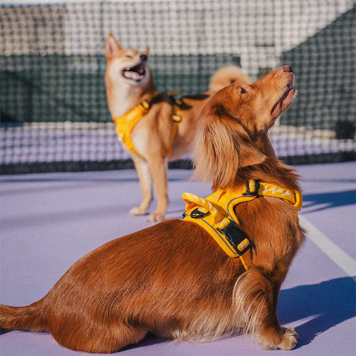 Safety first: reflective adjustable dog harness with padded chest and back panels.