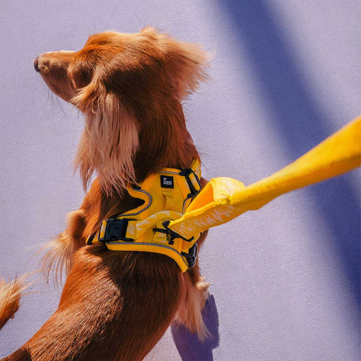 Ergonomic reflective adjustable dog harness, designed for pet comfort and control.