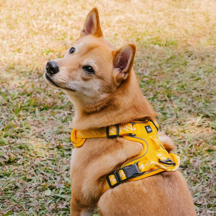 Dog walking gear: reflective adjustable harness with sturdy D-ring, ideal for all breeds.