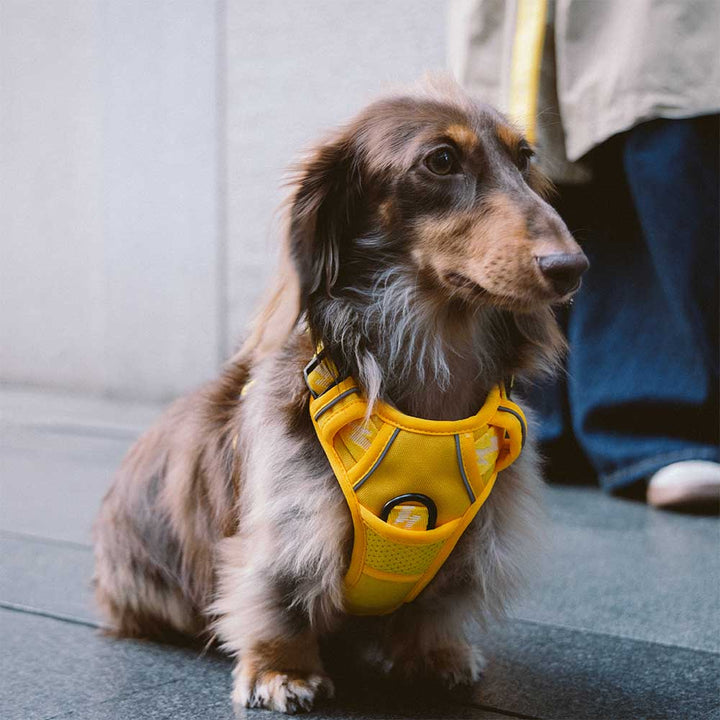 Essential pet gear: reflective adjustable outdoor harness for safe and enjoyable outings.