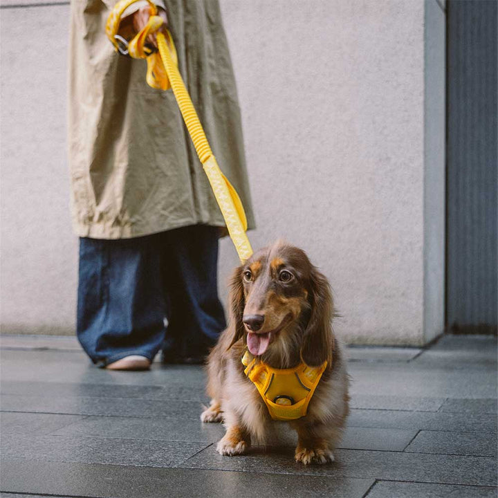 Premium reflective adjustable dog harness, enhancing visibility and pet safety.