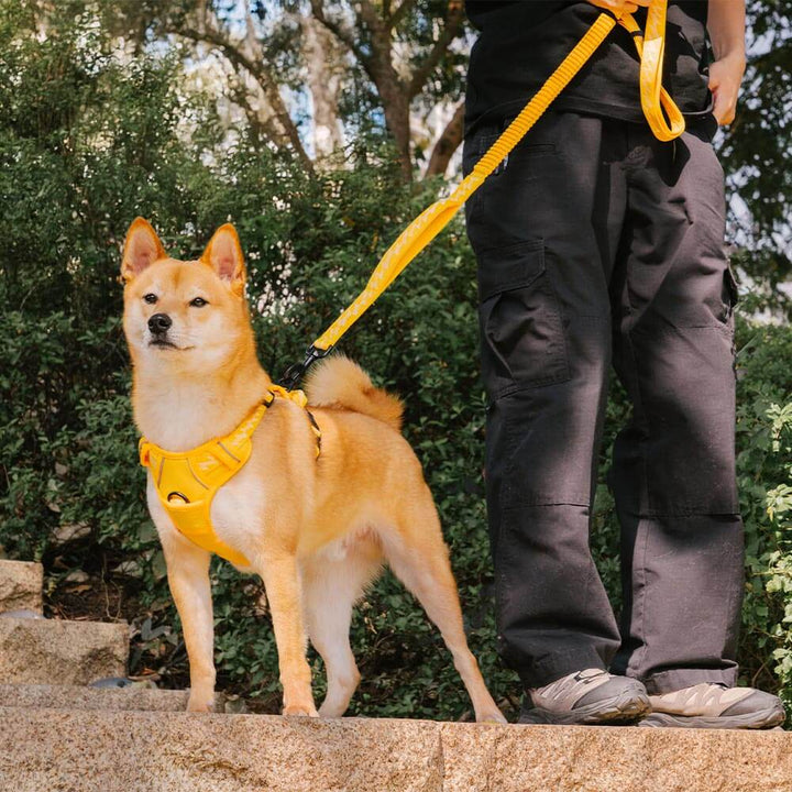 Safety harness for dogs: black reflective adjustable harness with breathable mesh for comfort.