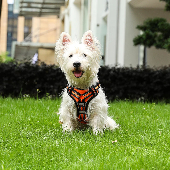 Close-up of reflective stitching on dog harness, enhancing visibility for pet safety