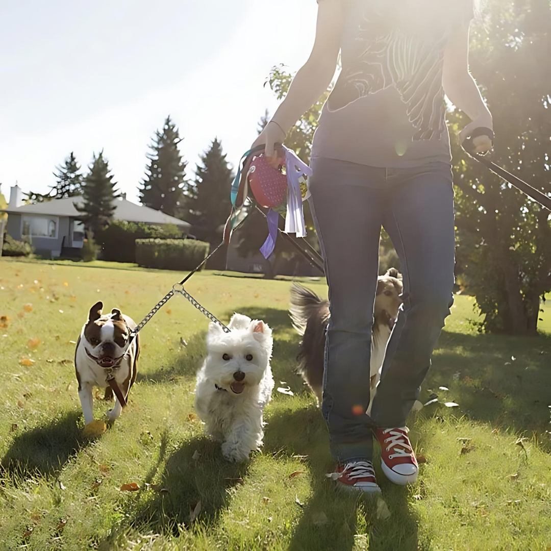 Silver stainless steel double dog leash, designed for tangle-free and effective dog training