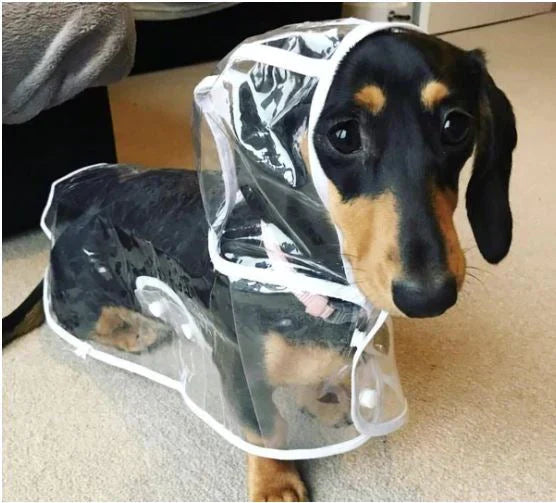 Transparent dog raincoat on a golden retriever, showcasing its waterproof design. Pet apparel for rainy days.