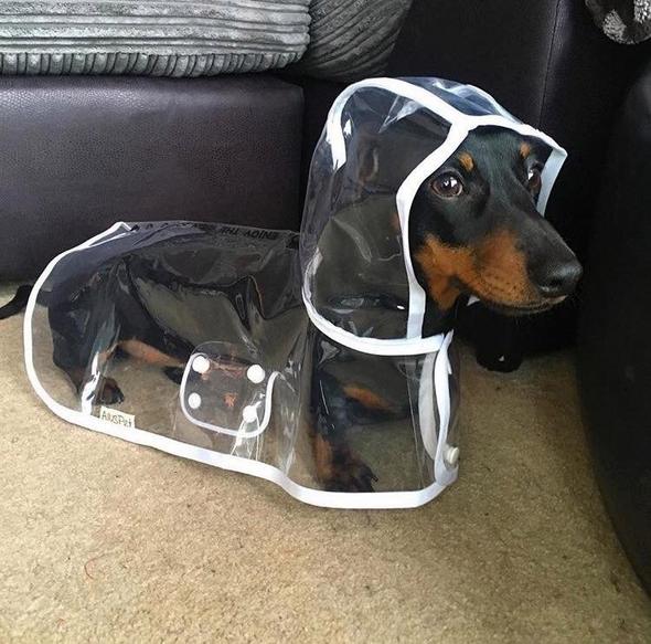 Front view of a unisex transparent dog raincoat, highlighting snap closures. Essential pet supplies.
