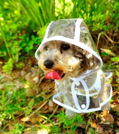 Side view of a waterproof transparent dog raincoat, designed for comfort and visibility.