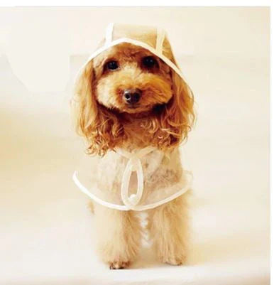 Transparent dog coat, showing adjustable straps for a snug fit. Practical pet rain gear.