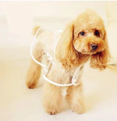 Close-up of the hood on a transparent dog raincoat, protecting paws and head from rain.
