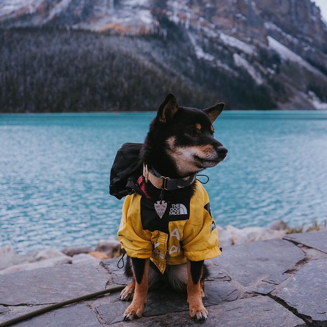 Adjustable unisex dog winter coat, waterproof and breathable, ideal for rain and cold
