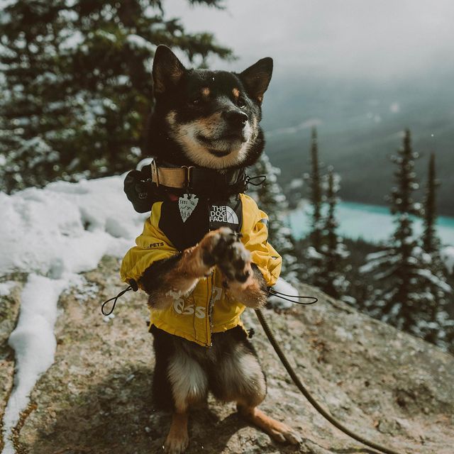 Dog raincoat, black, with adjustable chest and belly straps, model wearing outside