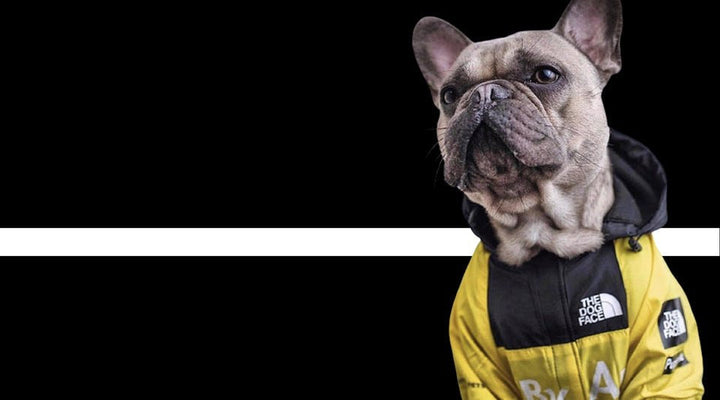 Unisex pet apparel: waterproof dog jacket with leash hole, comfortable and protective