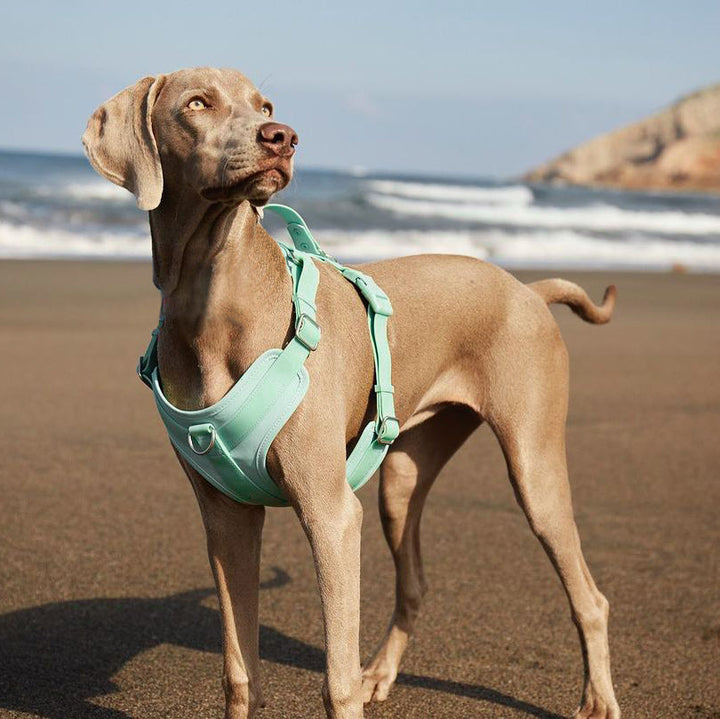 Unisex waterproof no-pull dog harness in vibrant red, durable outdoor pet gear