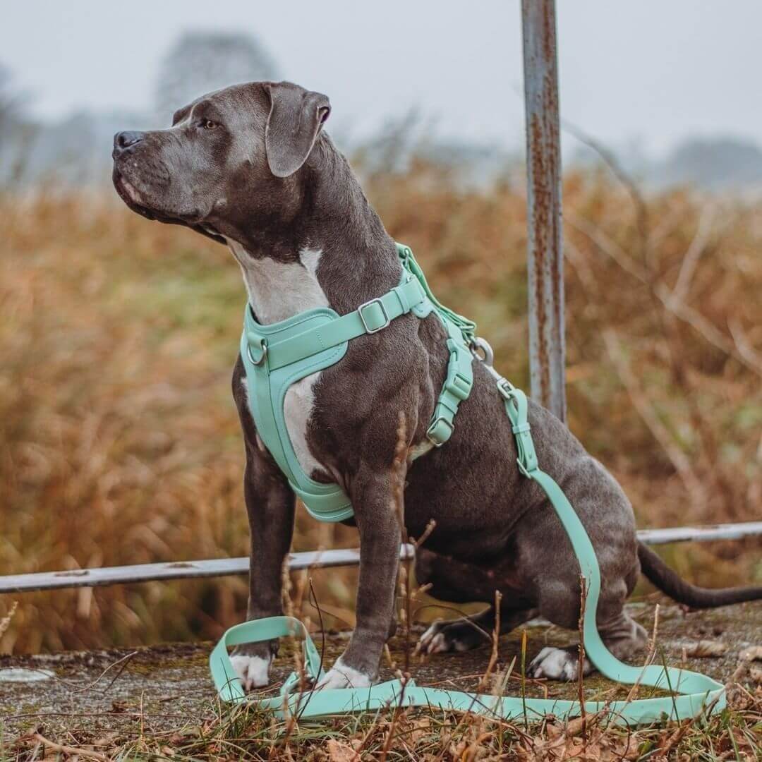 Close-up of no-pull dog harness with strong buckles, waterproof and chew-proof material