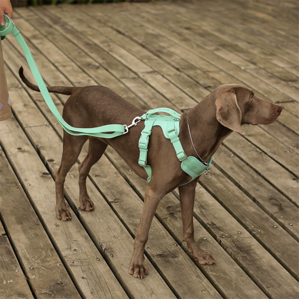 Dog comfortably wearing an eco-friendly no-pull waterproof harness during a walk