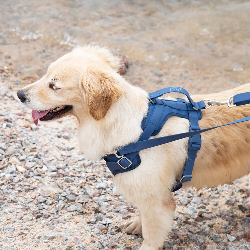 Side view of a dog in a blue waterproof harness, showing no-pull front clip design