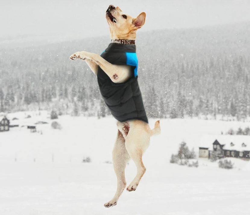 Durable pet winterwear: a warm, waterproof dog coat suitable for all breeds