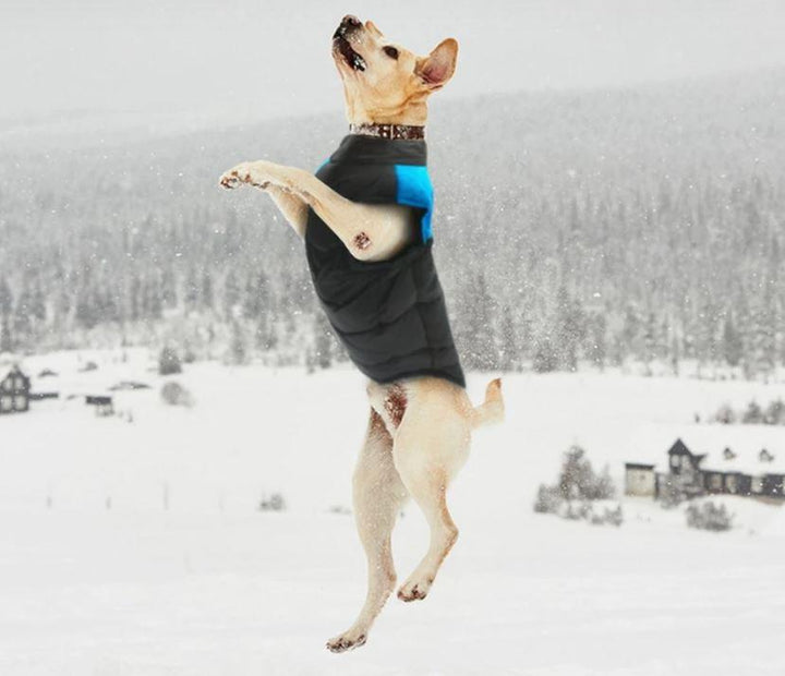 Durable pet winterwear: a warm, waterproof dog coat suitable for all breeds