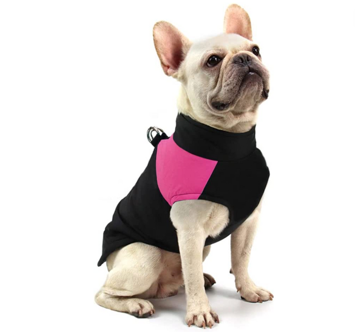 Canine protection: a high-visibility, warm, and waterproof dog coat for winter