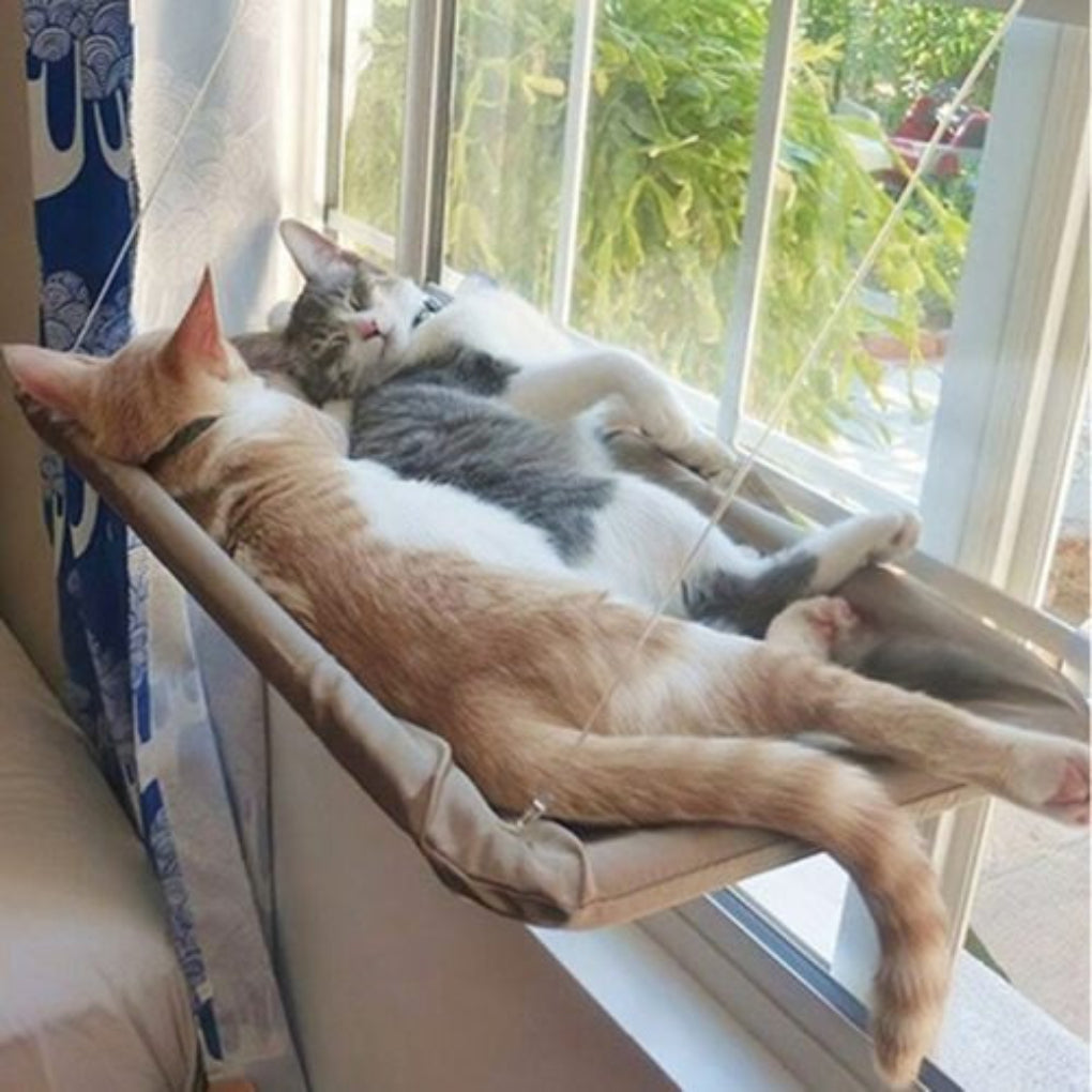 Cat furniture: window-mounted hammock perch, an ideal pet accessory providing a sunny, elevated spot.