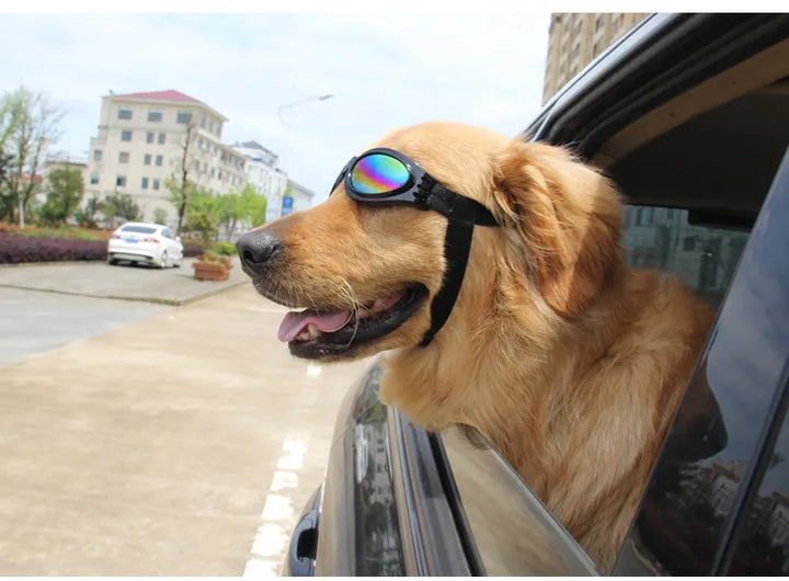 Close-up of dog goggles showing UV protective lenses and durable frame for pets