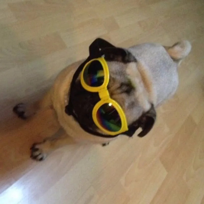Dog wearing stylish UV protective goggles for outdoor adventures and eye safety