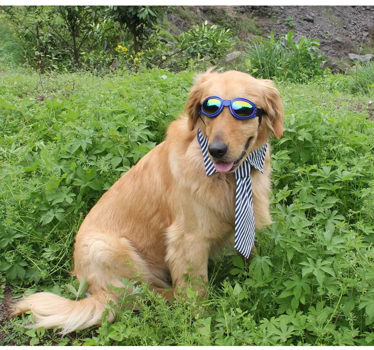 Pack of two UV protective dog goggles, essential pet accessories for eye care
