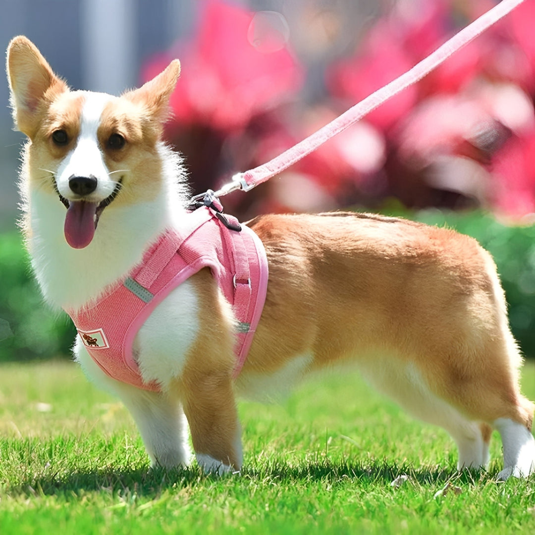 Comfortable velvet dog harness with reflective trim, perfect for safe pet walks, stylish design.