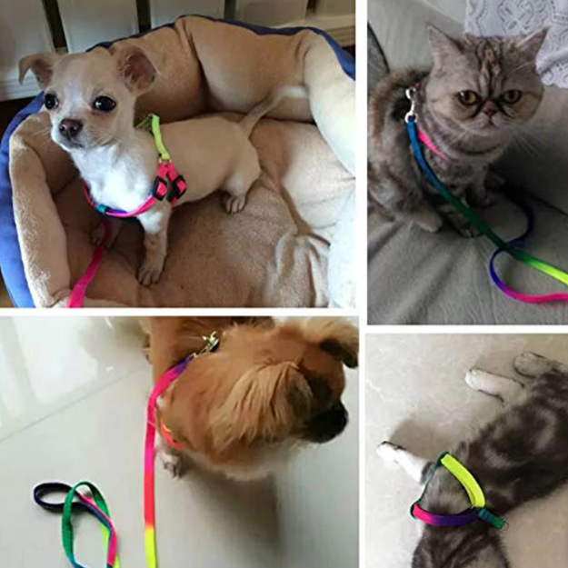 Adjustable rainbow dog harness and leash set, durable and comfortable walking gear for pets.