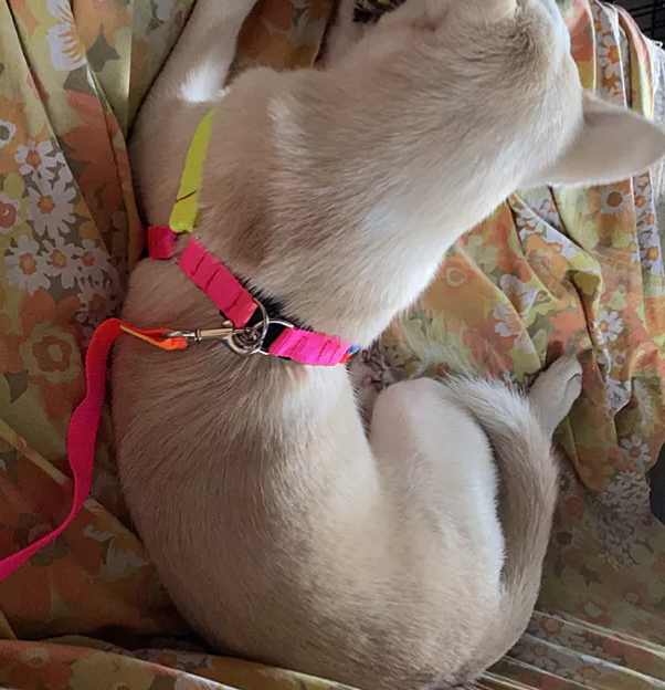 Close-up of a rainbow dog harness, showcasing its vibrant colors and sturdy D-ring.