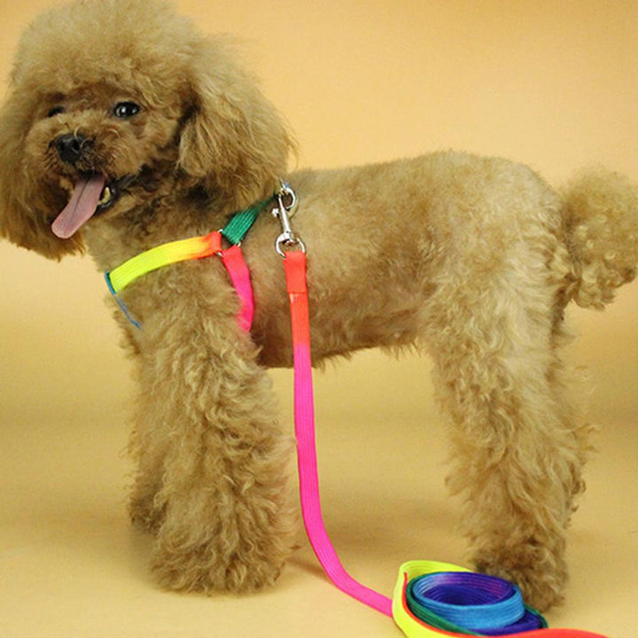 Unisex adjustable rainbow dog harness on a golden retriever, showcasing comfortable fit and colorful design