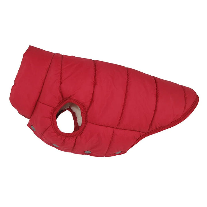 Dog wearing a blue winter pet jacket, ready for outdoor adventures in cold weather.